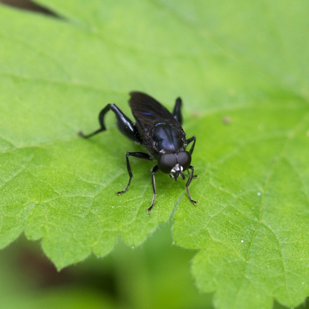 Xylotomima