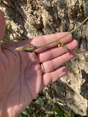 Hyoseris radiata