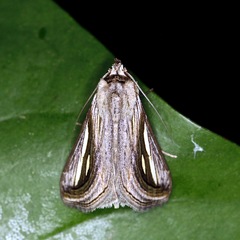 Schistorhynx argentistriga