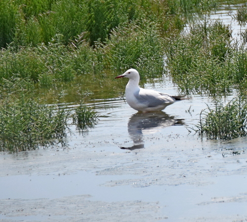 Gaviota picofina (Chroicocephalus genei)