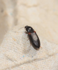 Calambus bipustulatus