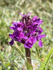 Dactylorhiza purpurella