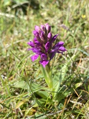 Dactylorhiza purpurella