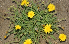 Launaea fragilis