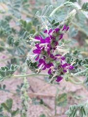 Dalea lanata