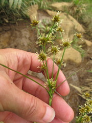 Rhynchospora holoschoenoides