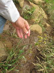 Rhynchospora holoschoenoides