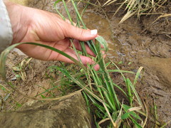 Rhynchospora holoschoenoides