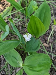 Convallaria majalis