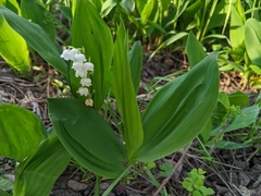 Convallaria majalis