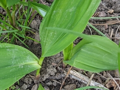Convallaria majalis