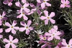 Phlox austromontana