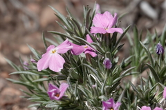 Phlox austromontana