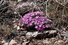 Phlox austromontana