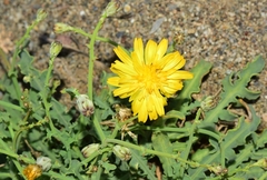 Launaea fragilis