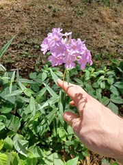 Phlox carolina