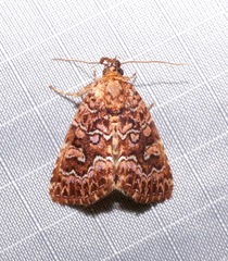 Callopistria granitosa