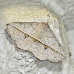 Ugia insuspecta