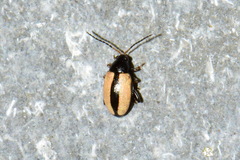 Phyllotreta striolata