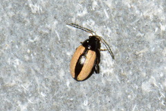 Phyllotreta striolata