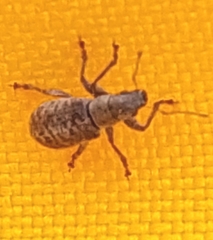 Pachyrhinus squamosus