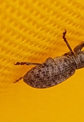 Pachyrhinus squamosus