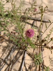 Mimosa rupertiana