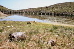 Testudo graeca ibera