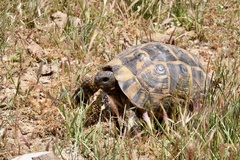 Testudo graeca ibera