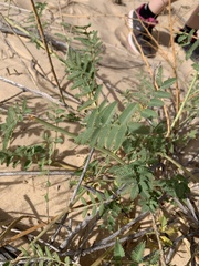 Mimosa rupertiana
