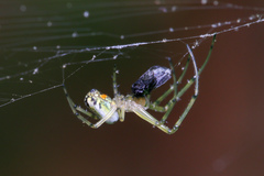Leucauge venusta