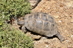 Testudo graeca ibera