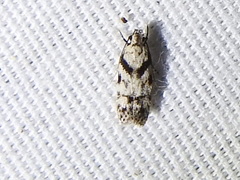 Pseudotelphusa palliderosacella