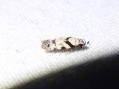 Pseudotelphusa palliderosacella