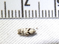 Pseudotelphusa palliderosacella