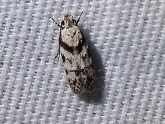 Pseudotelphusa palliderosacella