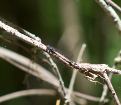 Zoniagrion exclamationis