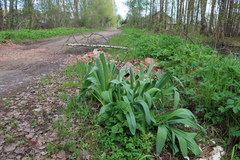 Allium aflatunense
