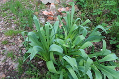 Allium aflatunense