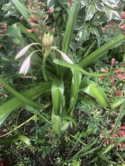 Crinum bulbispermum