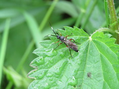 Vulgichneumon saturatorius