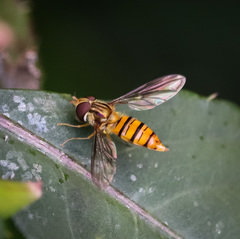 Episyrphus viridaureus