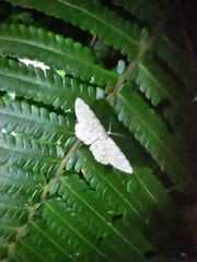 Catoria sublavaria