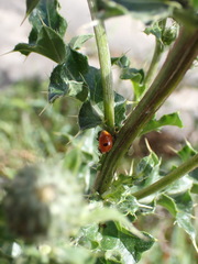 Adalia bipunctata