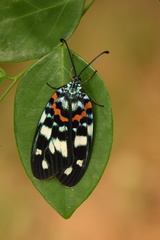 Erasmia pulchella