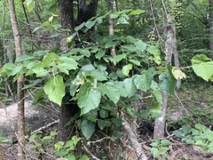Tilia americana americana