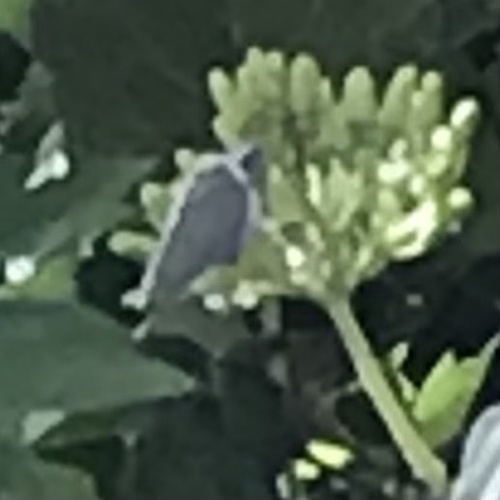 Holly blue