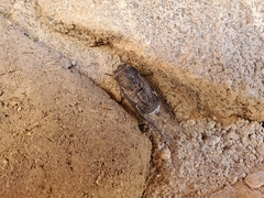 Hadoa chiricahua