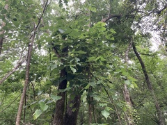 Tilia americana americana