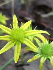 Petrosedum amplexicaule